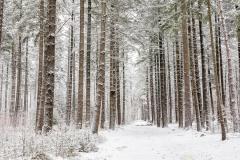 01 Tony - Winter Jan 26